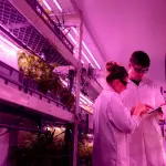 Coltivazioni indoor: i consigli per scegliere le lampade perfette