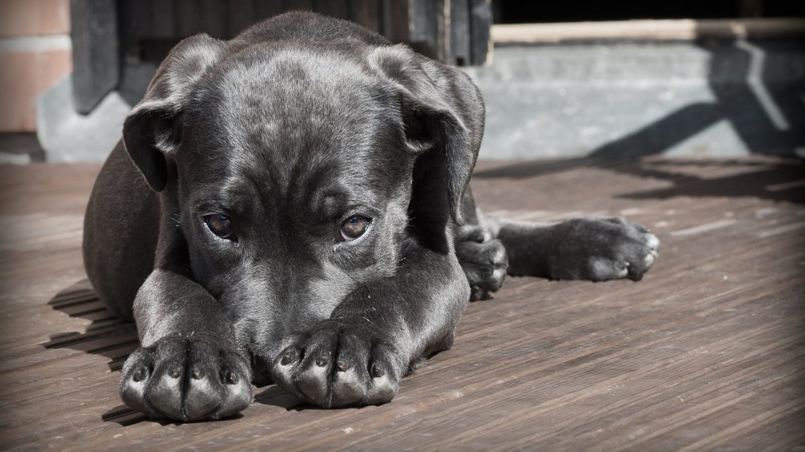 Toelettatura per cani, tutto ciò che c’è da sapere